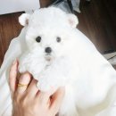 탑클래스펫판교강아지분양판교애견호텔 | 분당 애견샵 미니비숑 분양가