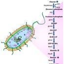 Re: 시알산 인체 건강효과 이미지
