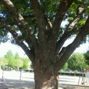 달천초교 매현분교 이미지