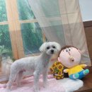 호이펫샵 - 강북구 한천로144길 65 | 호이펫샵