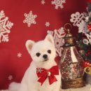 동그라미펫 이미지