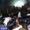 남솔농장 이미지