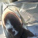 라엘동물병원 이미지