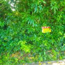 천제연폭포 관광안내소 이미지