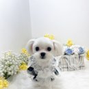 하리몽 네이버블로그