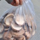짱짱농원