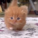 맘스캣(MOMSCAT) 이미지