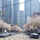 대구고등학교 건너 | 대구 고성동 벚꽃길 실시간 개화 상태 북구 벚꽃 명소 가볼만한곳