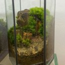 12/9 크리스마스 테라리움 | 광주 가볼만한 곳 이색데이트 체험 데라스튜디오 테라리움 화분 만들기