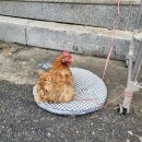 속초불교사