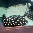 코보아쿠아 이미지