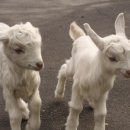 초원식당 이미지