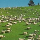 지평선목장 이미지