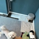 멍그니엘 애견호텔 수원점 이미지