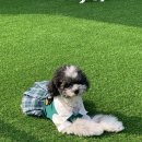 광주 애견유치원 애견호텔 플레이멍 이미지