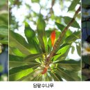 비양도의 비양나무자생지 Daum카페