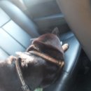 화천동물병원 이미지