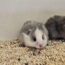 펫엔글라이더본점&로던트클럽 광주 이미지