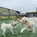 일산애견스쿨 이미지