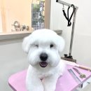 오도르봉 이미지