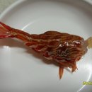 울릉도꽃새우 이미지