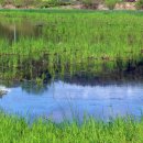 함안 대송리 늪지식물 이미지