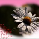 아침이슬 이미지