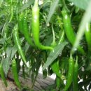 사과랑 고추랑 이미지