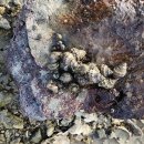 엘비스 펜션 | 갯벌체험도 하고 너무 재밌었던 엘비스 펜션