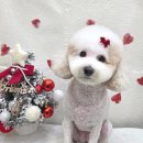 헤어 컹컹 이미지