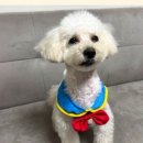 펫콩 네이버블로그