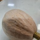 생단호박 이미지