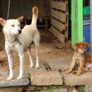 안방농장 이미지