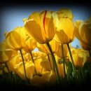 수컴퓨터 이미지