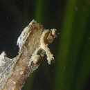 LARVA STAGE 네이버블로그