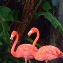 플라밍고 이미지