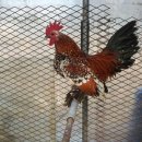 수탉 이미지