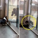 귀엽댕 이미지
