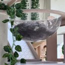 천안농업협동조합 | 천안 고양이 카페_야옹이네 고양이카페 천안직영점 후기