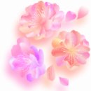 꽃나라 이미지