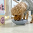 썬슈퍼 | 강아지 사료 추천 슈퍼푸드 화식 치즈썬 미트밤 치킨1kg 후기