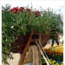 꽃사세요 꽃 이미지