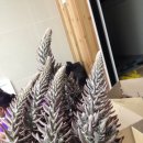 백암농장 이미지