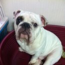 봉식동물병원 이미지