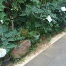 창만2리 네이버블로그