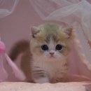 양주고양이분양 모나미네코 옥정신도시점 이미지