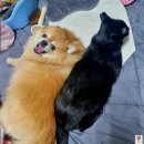 코너동물병원 | 대구 코너동물병원 솔직후기, 만족하며 강아지 고양이 다니는 곳(내돈내산)