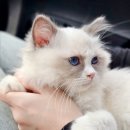 빵삼이