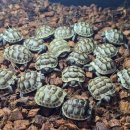 서울아주초등학교 | 오랜만에 뉴런에 찾아온 귀욤 육지거북이들.. EUCB 그리스,마지나타 KRCB남부레오파드 육지거북이 친구...