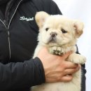 J&L 희귀모색 프렌치불독 | 유일한 대구프렌치불독분양 J&amp;l에서 상담받기